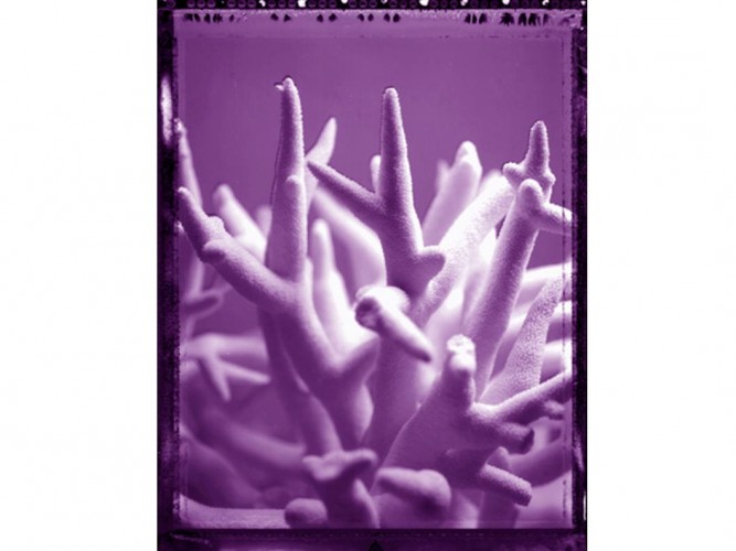 coral series photography by jesse harris